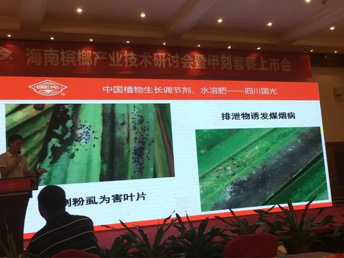 創(chuàng)新共贏(yíng) 2018檳榔產(chǎn)業(yè)技術(shù)研討交流會(huì)暨技術(shù)推廣展望
